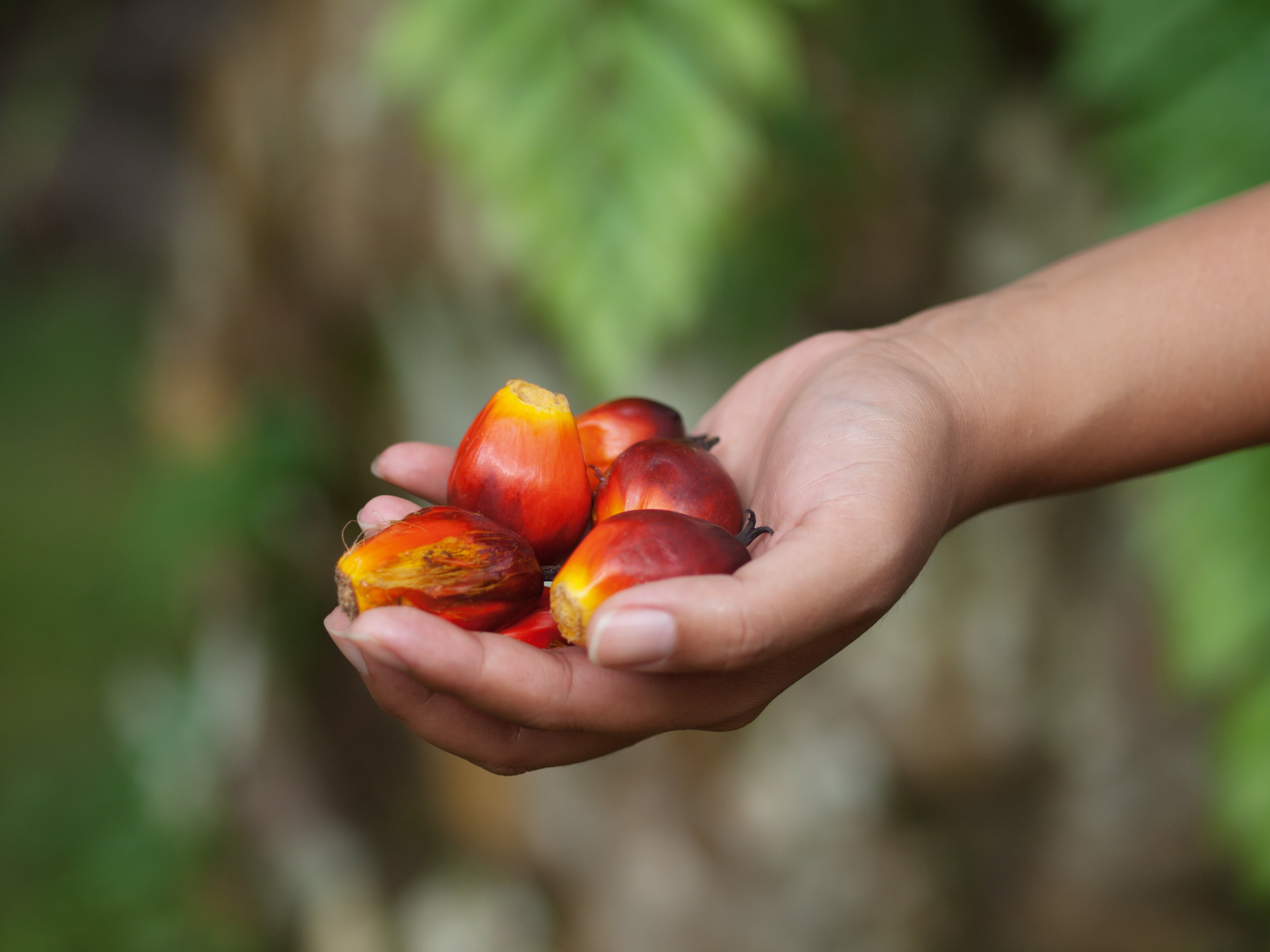 Sustainable Palm Oil: Saving the Planet, One Sudsy Bar at a Time
