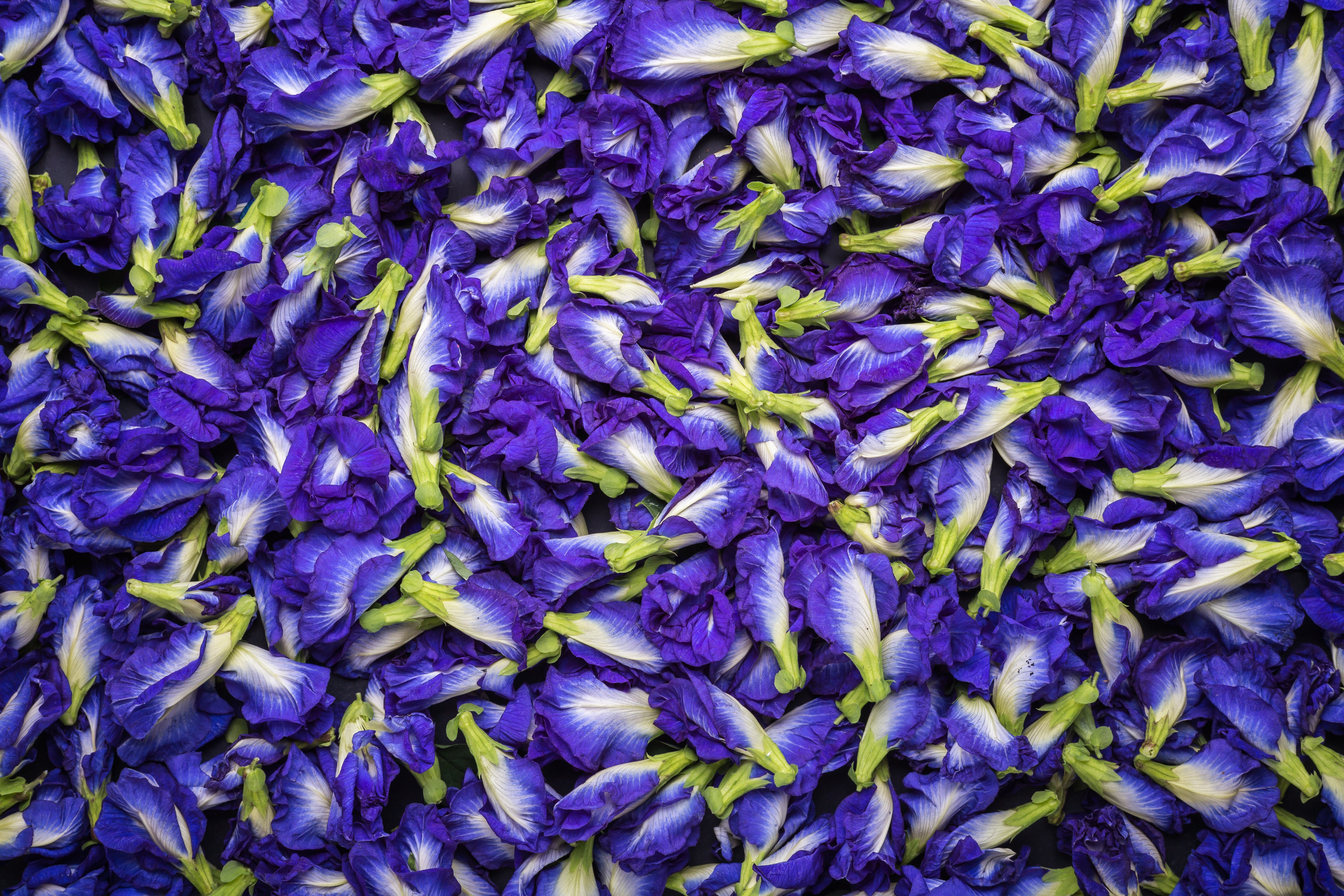 Raffermir Bleu Facial Serum